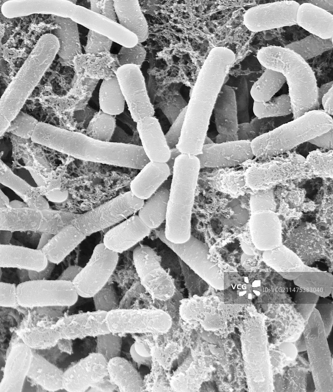 康佳门氏菌，扫描电镜图片素材
