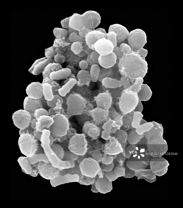 人体舌头口腔细菌，扫描电镜图片素材