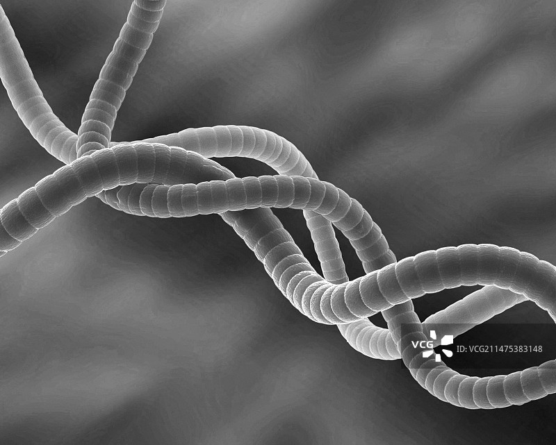 螺旋藻的扫描电镜图像图片素材