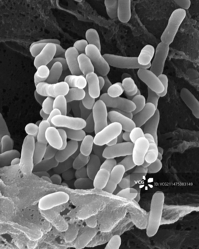 类鼻疽假单胞菌图片素材