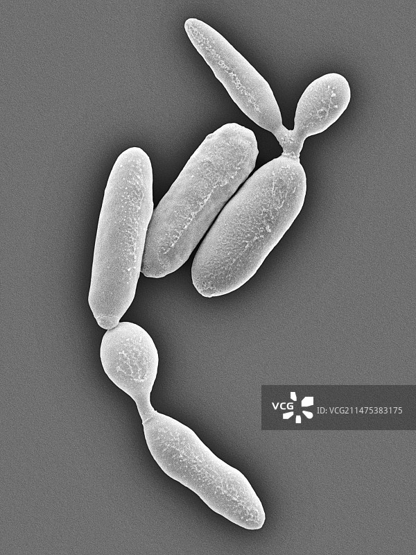 南极假丝酵母菌，扫描电镜图片素材