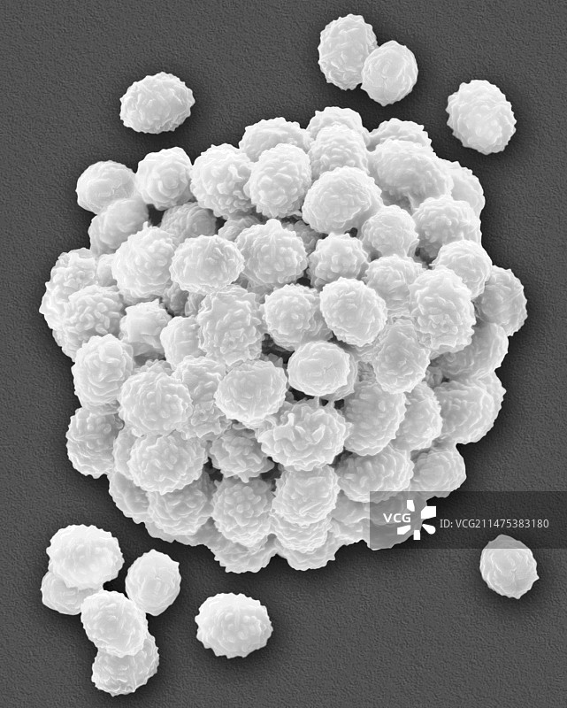 葡萄穗霉菌：有毒霉菌扫描电镜图图片素材