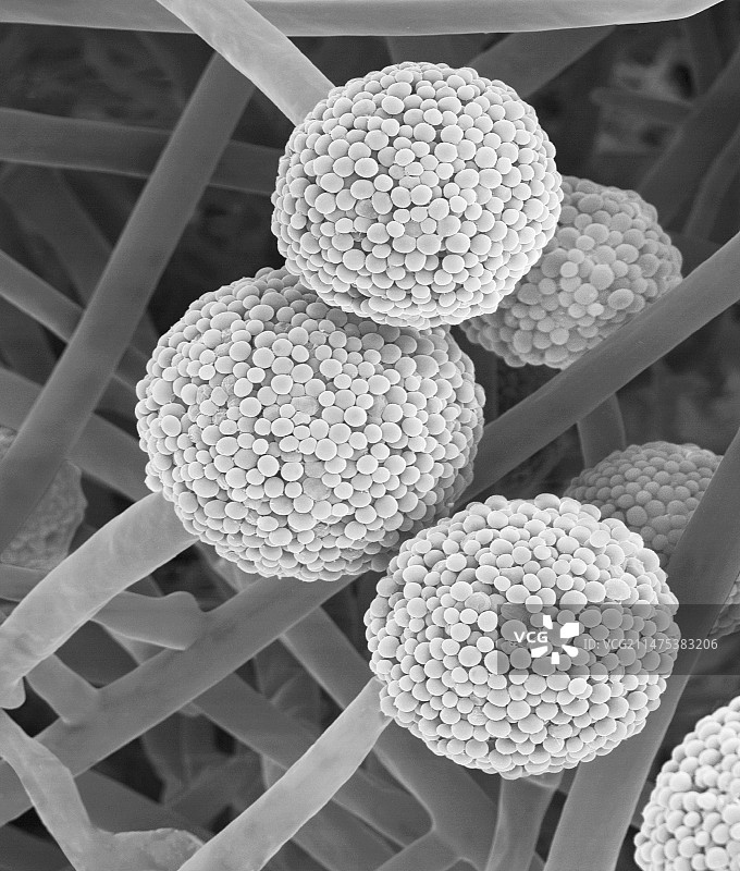 嗜热真菌小根毛霉菌扫描电镜图图片素材