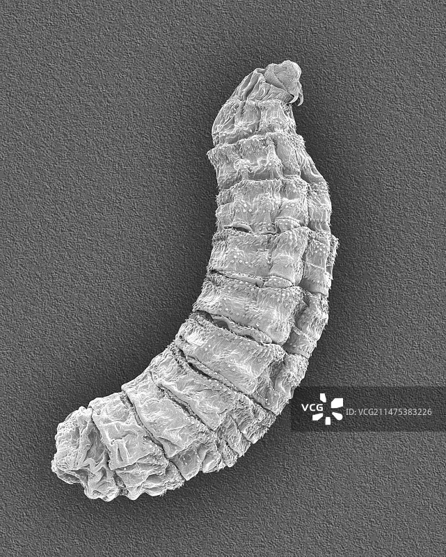 蝇幼虫扫描电镜图图片素材