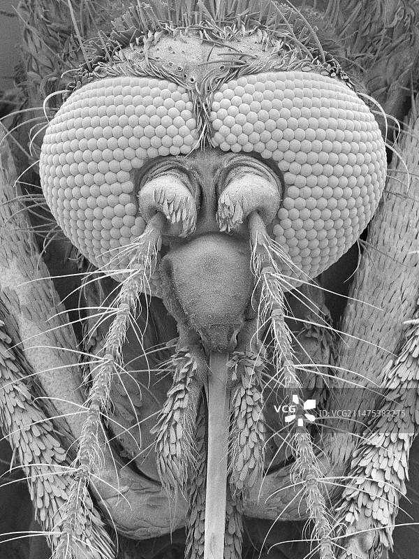 黑色盐沼蚊，扫描电子显微镜图像图片素材