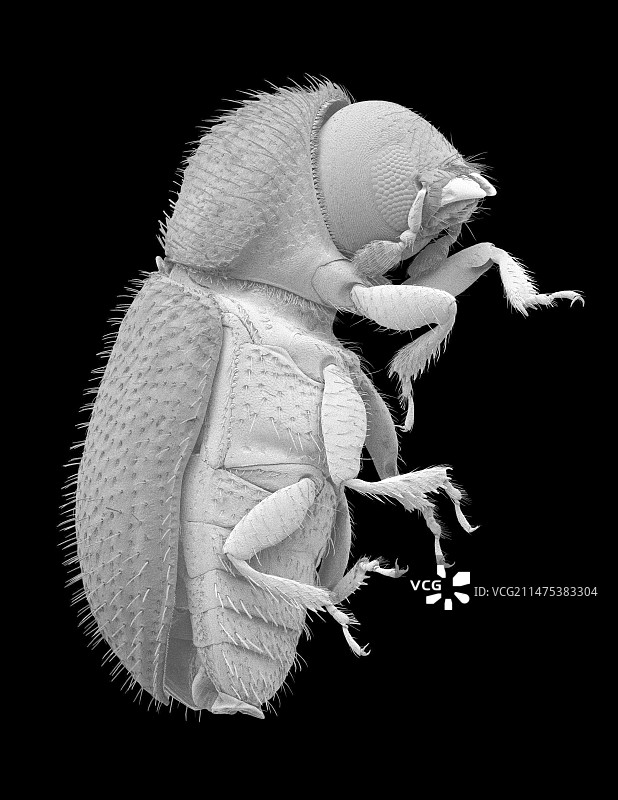 咖啡浆果蛀虫，扫描电子显微镜图片素材