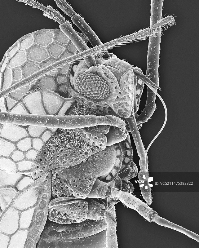 杜鹃网蝽扫描电镜图图片素材