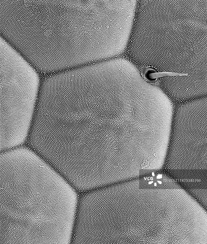 蓑蛾复眼，SEM图片素材