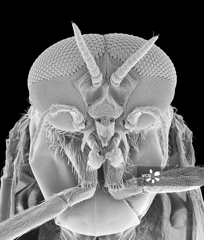 雄性黑蝇头部扫描电镜图图片素材