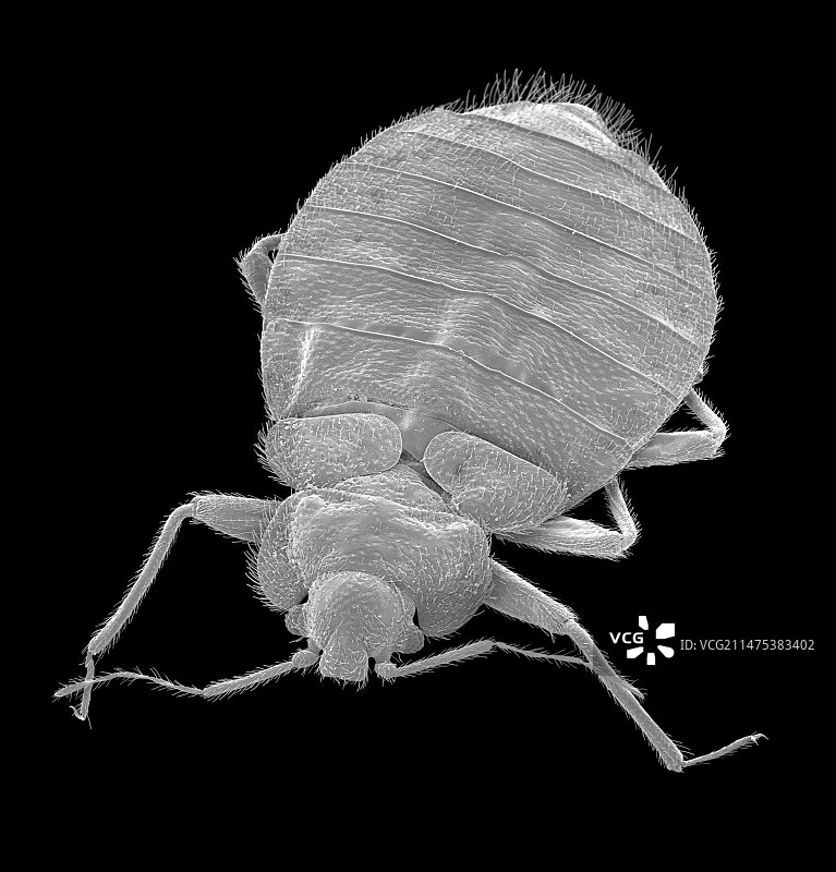 臭虫，扫描电子显微镜图片素材