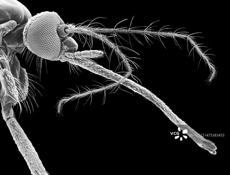 雌性蚊子扫描电镜图图片素材