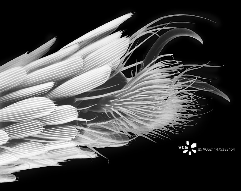 蚊子跗节和爪子的扫描电镜图图片素材