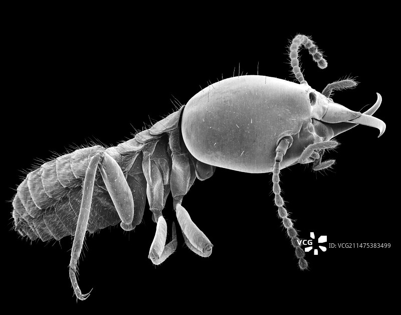 兵蚁，扫描电子显微镜图片素材