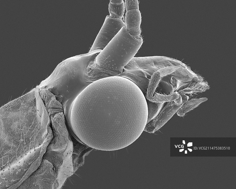 草蛉头部扫描电镜图图片素材