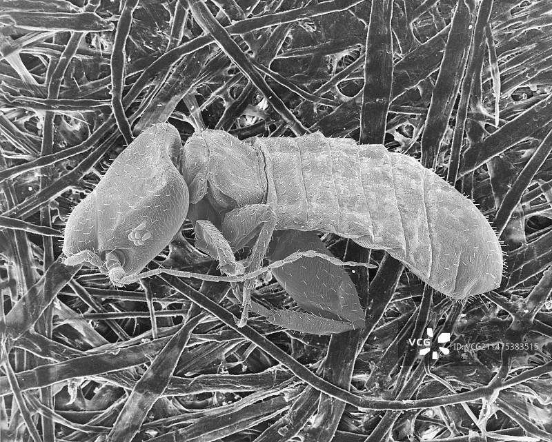 纤维素纤维上的书虱，扫描电镜图片素材