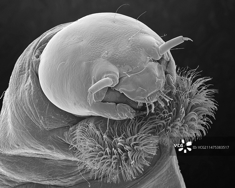 血虫头部，扫描电子显微镜图片素材