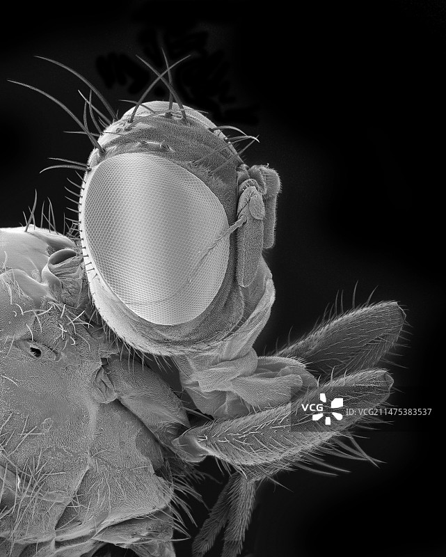 地中海果蝇头部扫描电镜照片图片素材