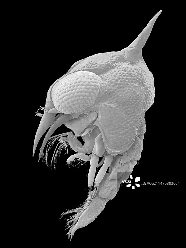 薄壳石蟹幼虫，扫描电镜图片素材