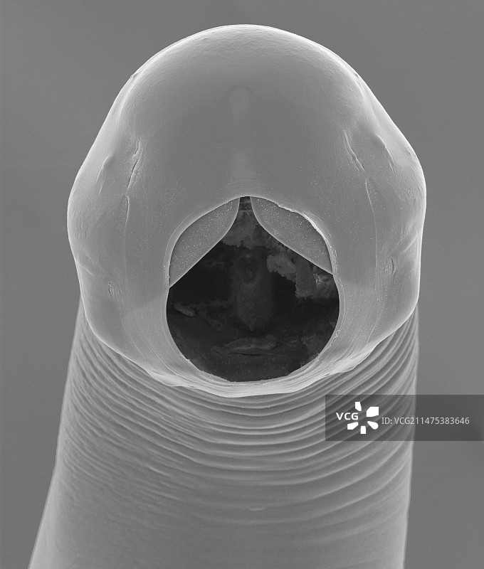 牛钩虫（Bunostomum phlebotomum），SEM图片素材