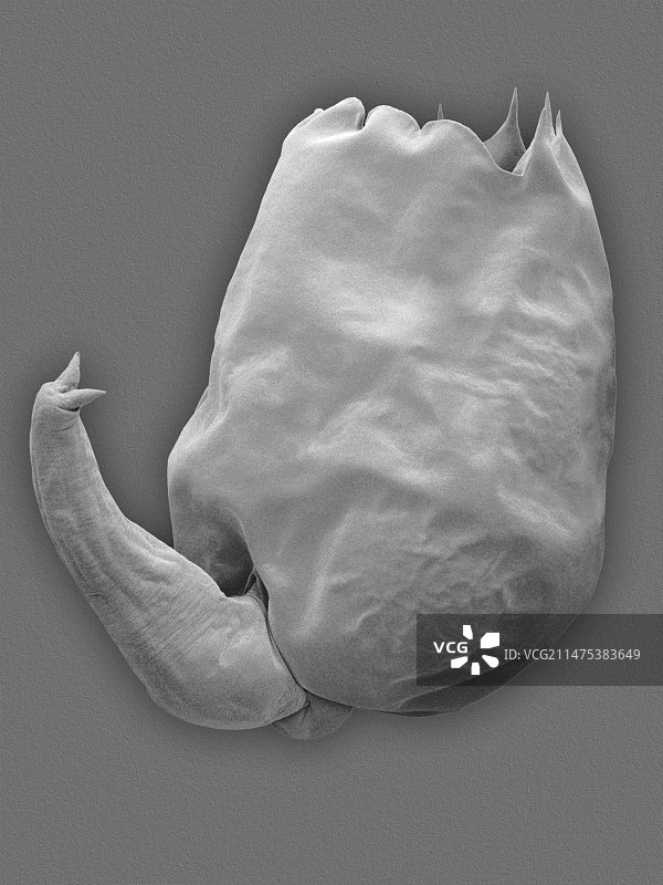 广盐性轮虫SEM图像图片素材