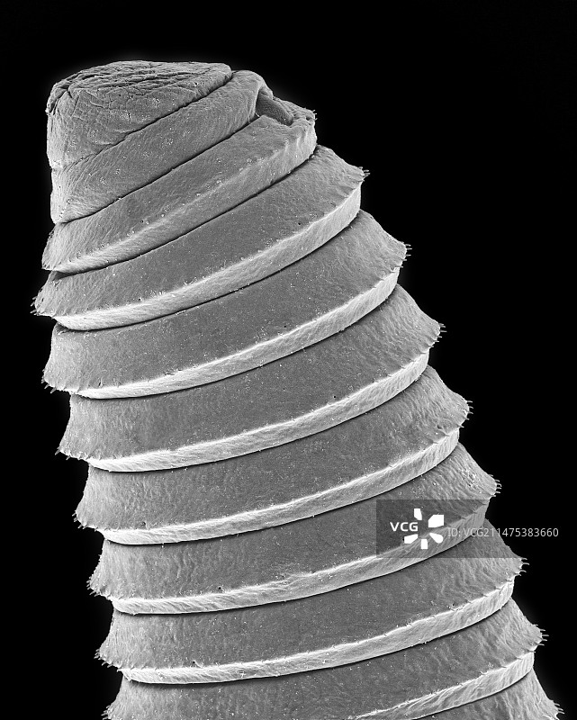 碎屑蠕虫（环节动物纲）扫描电镜图片素材