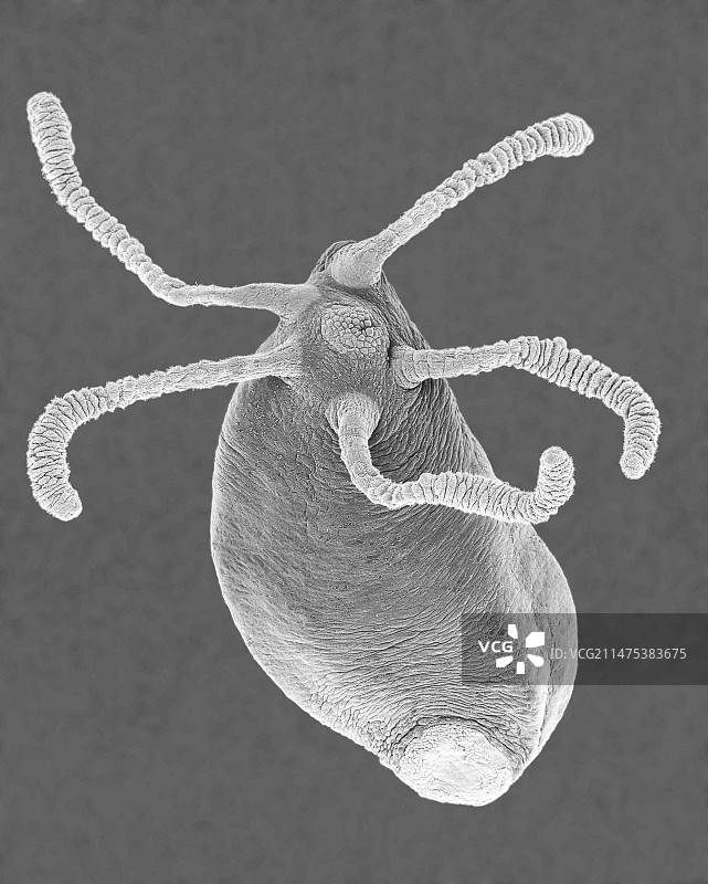水螅（刺胞动物）扫描电镜图图片素材