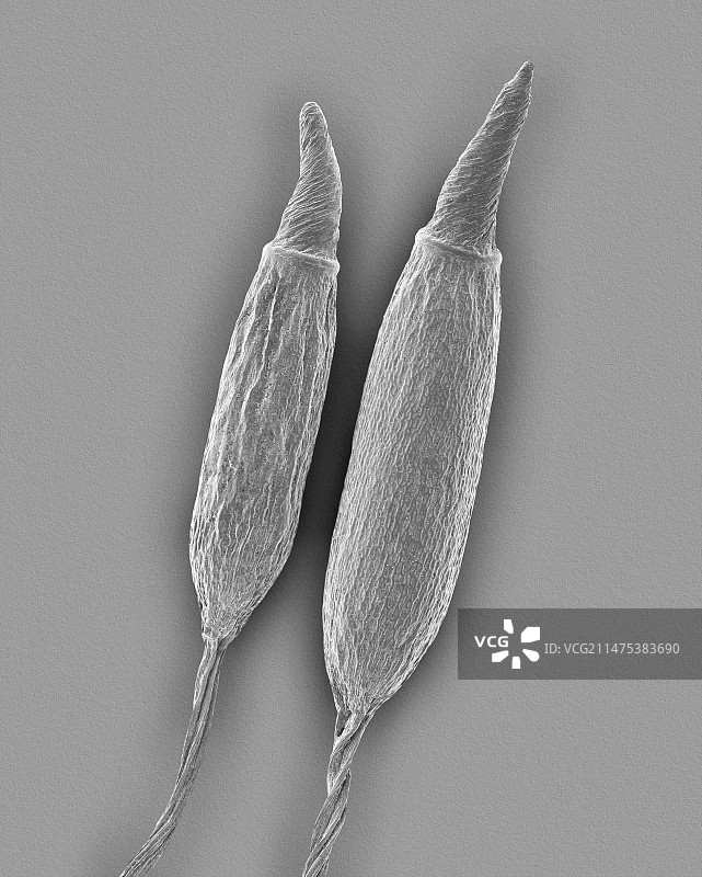 具有 operculum 的苔藓孢子囊，SEM图片素材