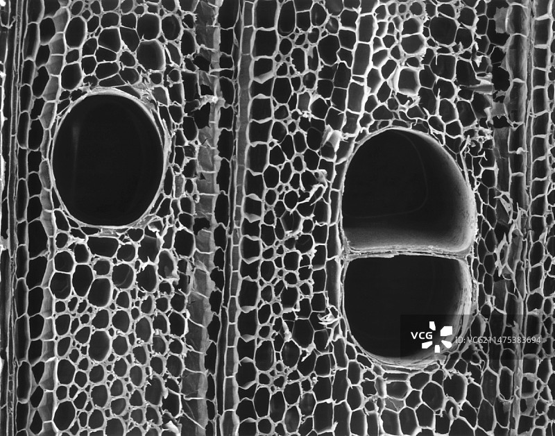 轻木（横截面），扫描电子显微镜图片素材