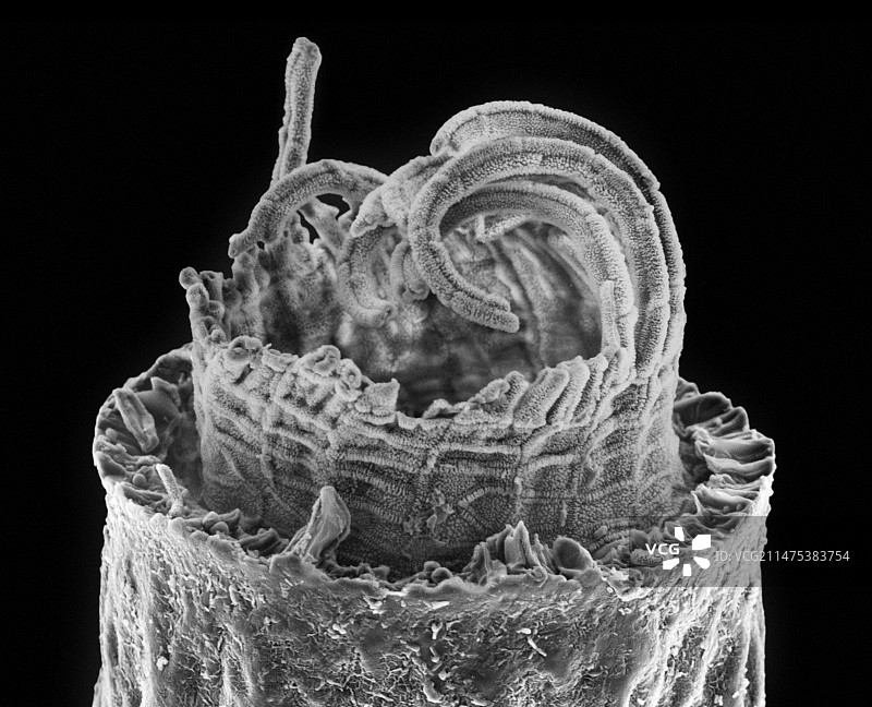 苔藓孢子囊，扫描电子显微镜图片素材