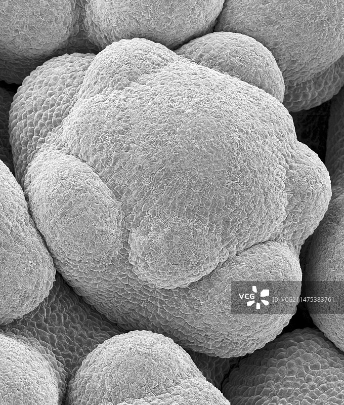 花椰菜头部花蕾扫描电镜图图片素材