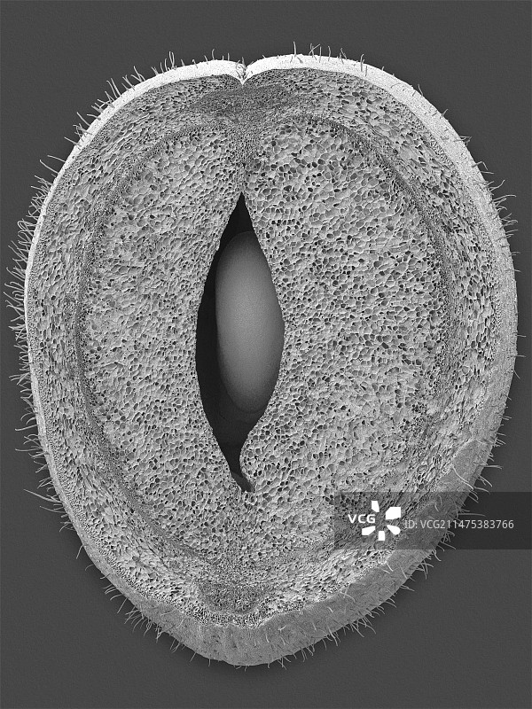 青豆薄壁细胞和种子扫描电镜图图片素材