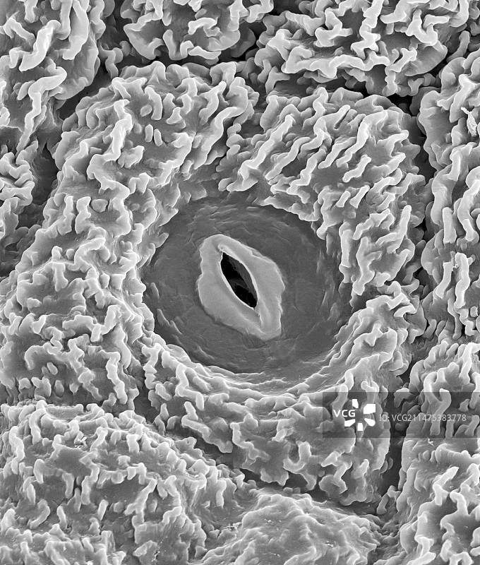 分生组织分化成表皮细胞，扫描电镜图片素材