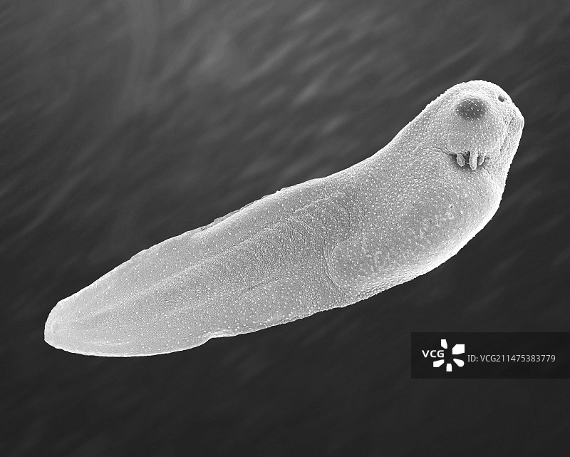 非洲爪蟾蝌蚪（Xenopus laevis），扫描电子显微镜图片素材