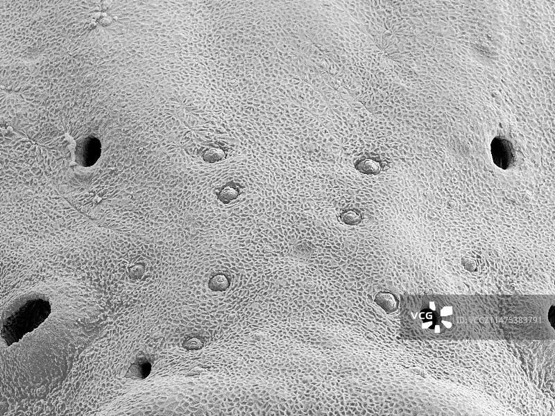 黑纹鲷神经丘，扫描电镜图图片素材