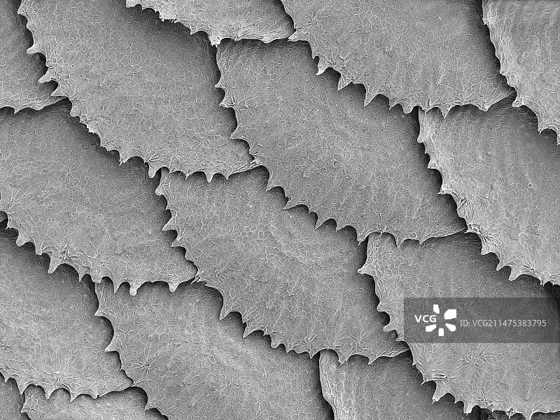 网纹鲷鱼鳞片扫描电镜图图片素材