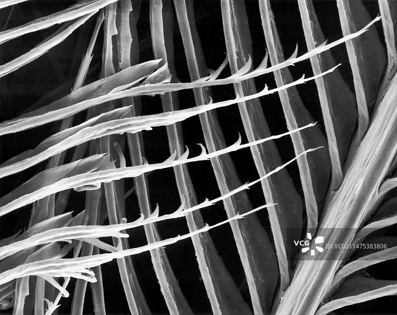 金刚鹦鹉扫描电镜图图片素材