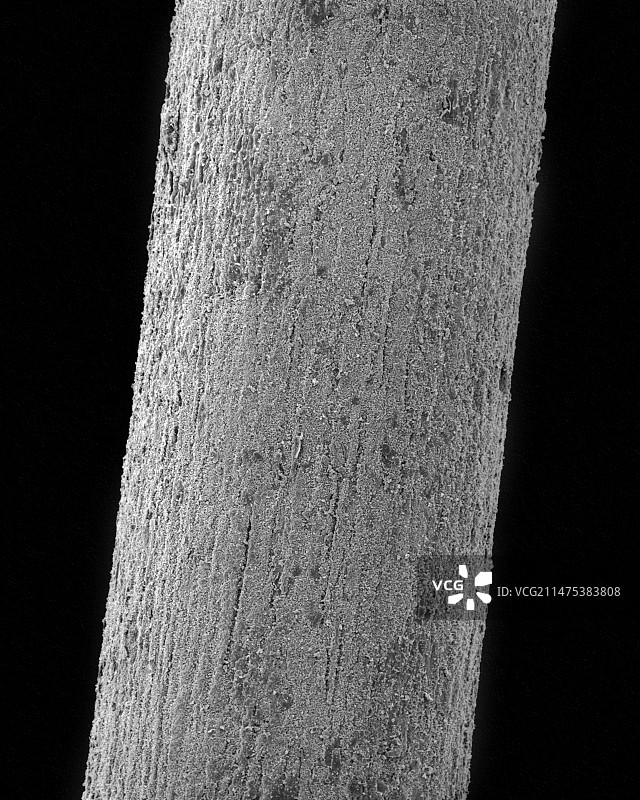 猛犸象毛发化石，扫描电镜图片素材