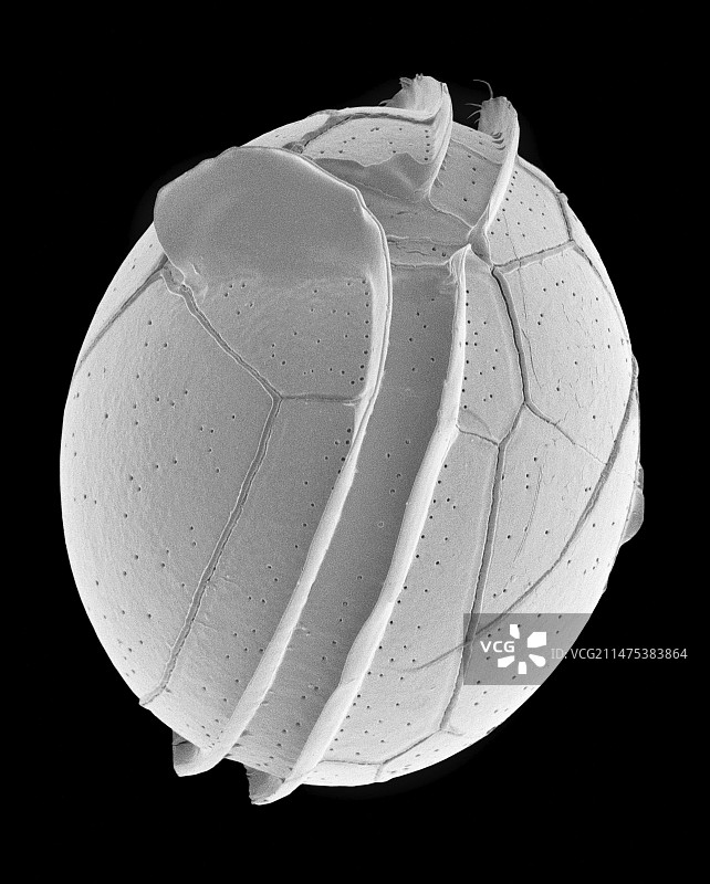 腰鞭毛虫类甲藻扫描电镜图图片素材
