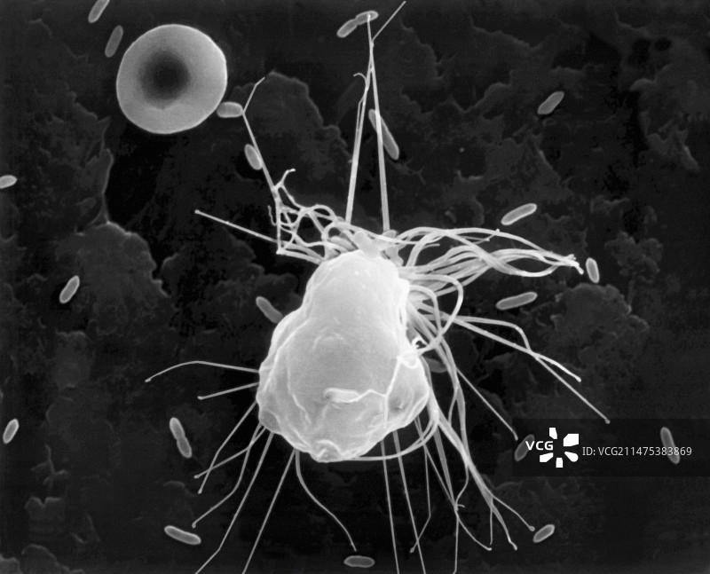 大肠杆菌的肺泡巨噬细胞吞噬作用（扫描电子显微镜）图片素材