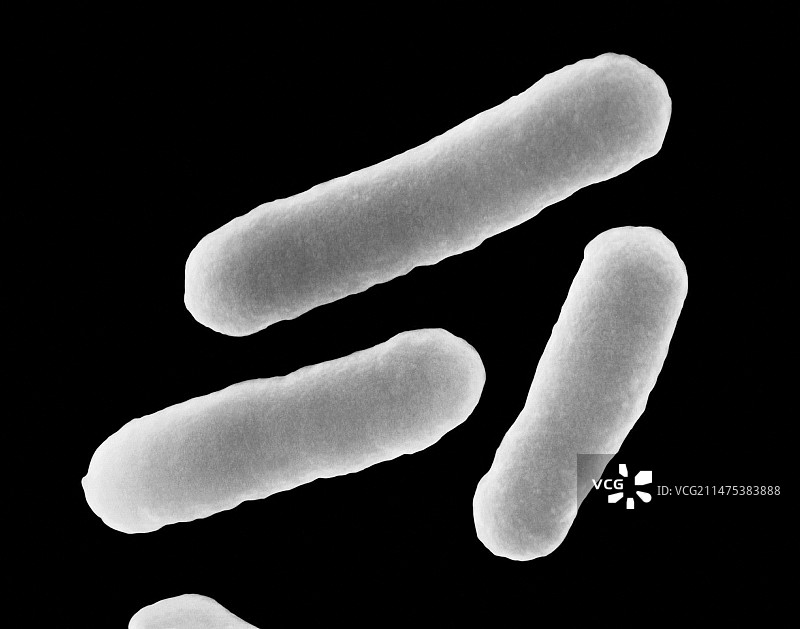 大肠杆菌扫描电镜图图片素材