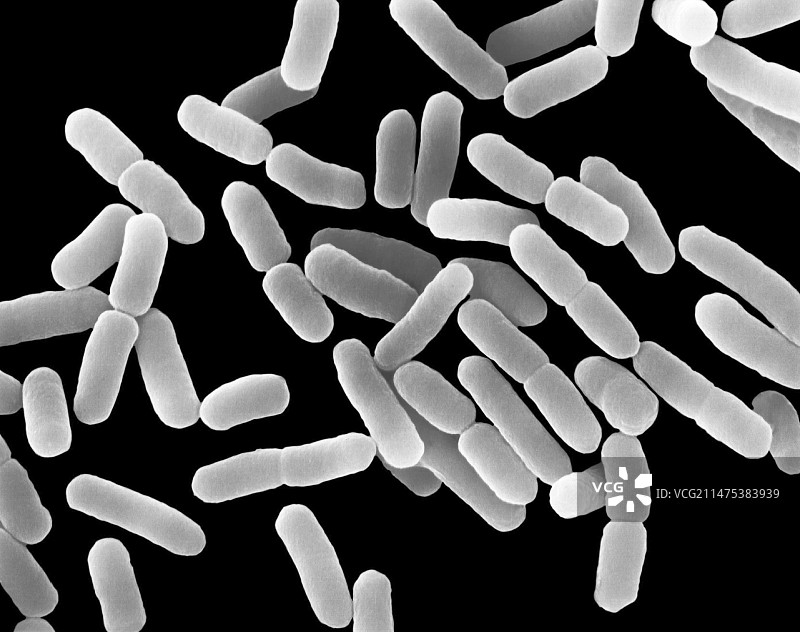 大肠杆菌，细菌，扫描电镜图片素材