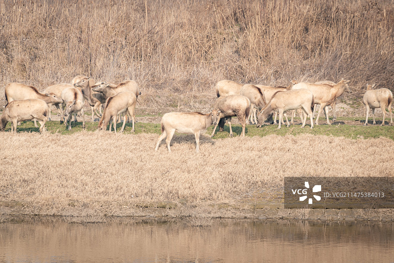 滩涂边的麋鹿群图片素材