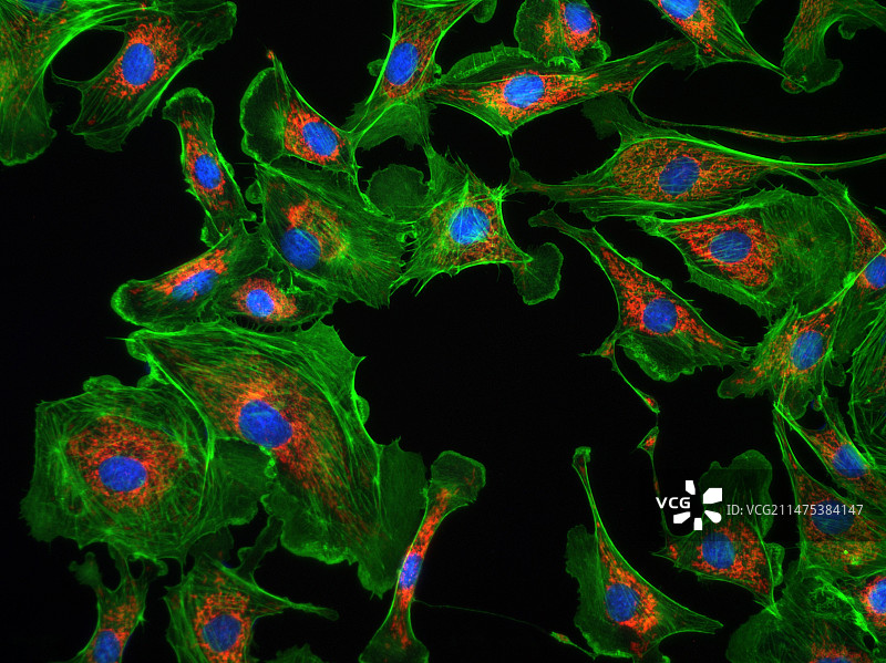 蛋白质染色细胞荧光显微照片图片素材
