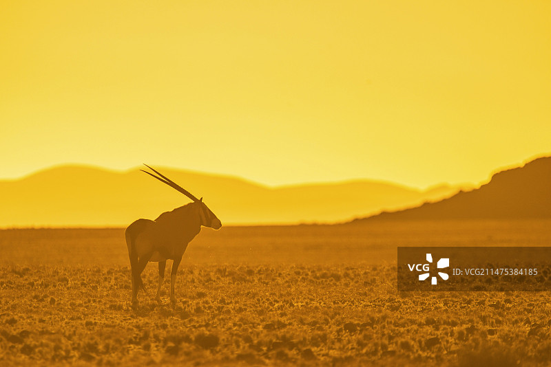 黄昏下的非洲剑羚图片素材