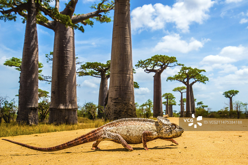 马达加斯加巨型变色龙图片素材