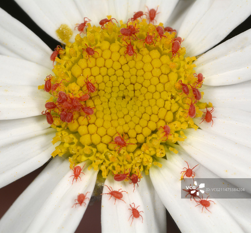 红蜘蛛图片素材