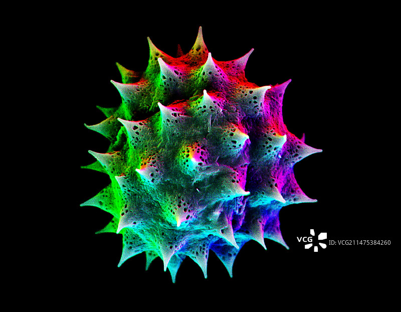雏菊花粉颗粒扫描电镜图图片素材