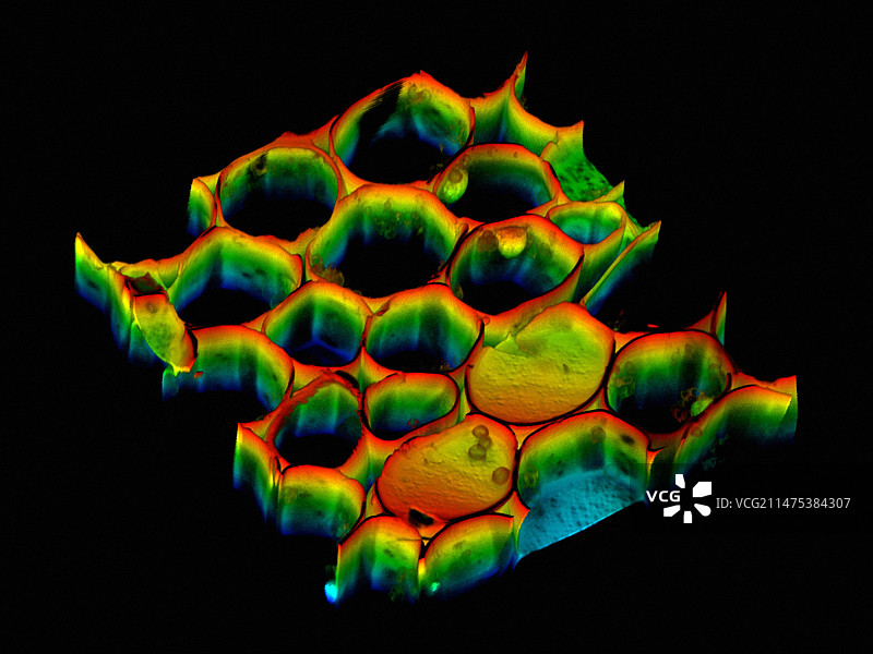 植物组织，共聚焦显微照片图片素材