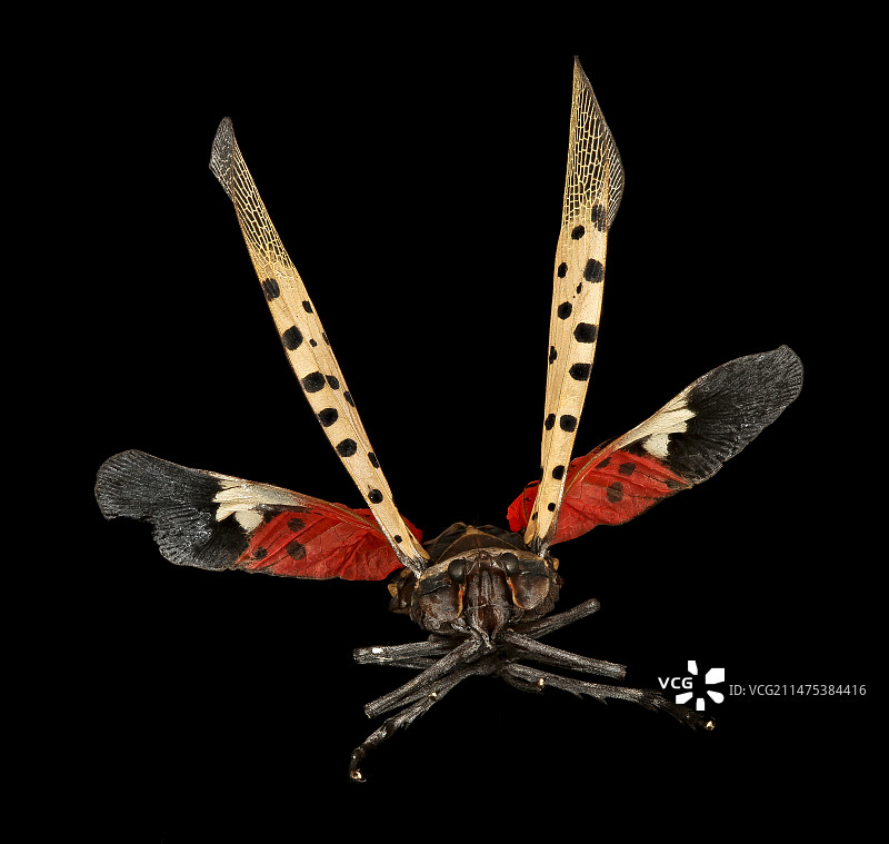 斑点灯笼蝇图片素材