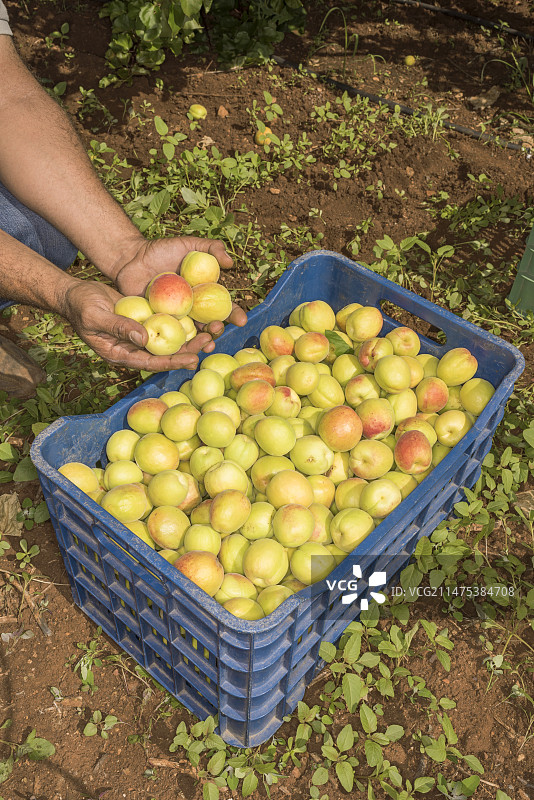 希腊米利都附近的杏子丰收图片素材